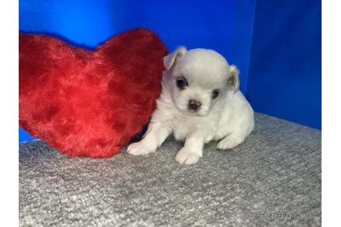 成約済の佐賀県のミックス犬-228400の1枚目