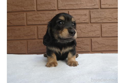 成約済の埼玉県のミニチュアダックスフンド(ロングヘアード)-228410の3枚目