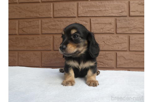 成約済の埼玉県のミニチュアダックスフンド(ロングヘアード)-228410の2枚目