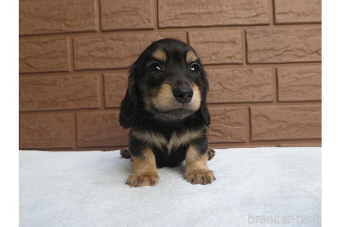 成約済の埼玉県のミニチュアダックスフンド(ロングヘアード)-228410の1枚目