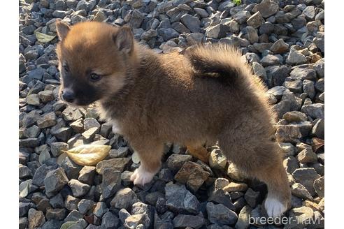 成約済の岡山県の豆柴-228416の3枚目