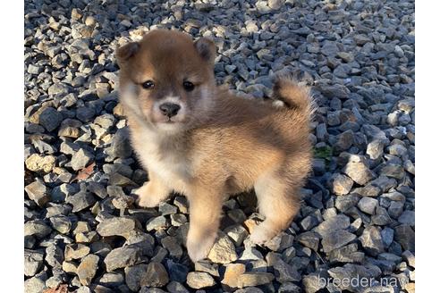 成約済の岡山県の豆柴-228418の5枚目