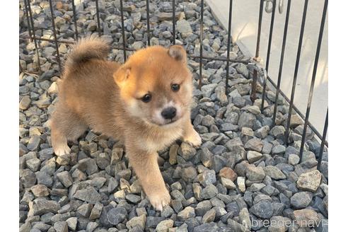 成約済の岡山県の豆柴-228418の1枚目