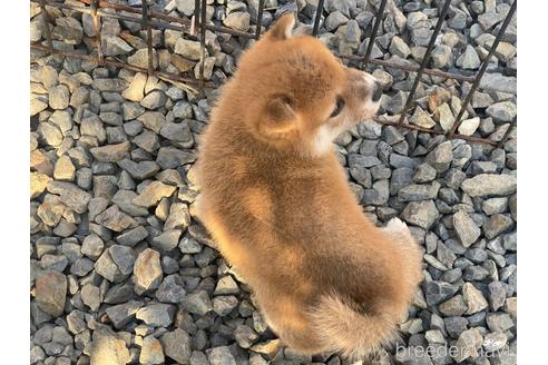 成約済の岡山県の豆柴-228418の3枚目
