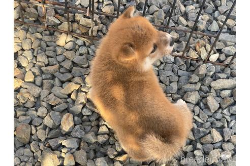 成約済の岡山県の豆柴-228418の3枚目