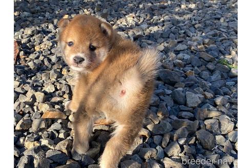 成約済の岡山県の豆柴-228418の4枚目