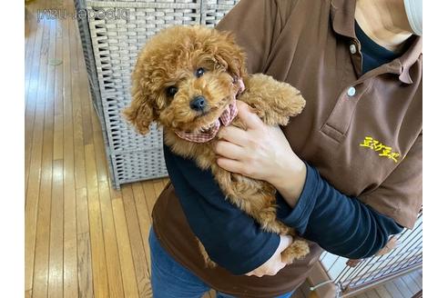 成約済の神奈川県のタイニープードル-220153の5枚目