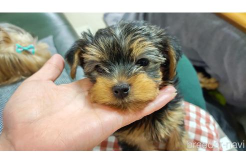 成約済の神奈川県のヨークシャーテリア-223206の3枚目