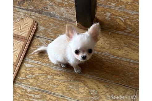 成約済の群馬県のチワワ(ロングコート)-226871の3枚目