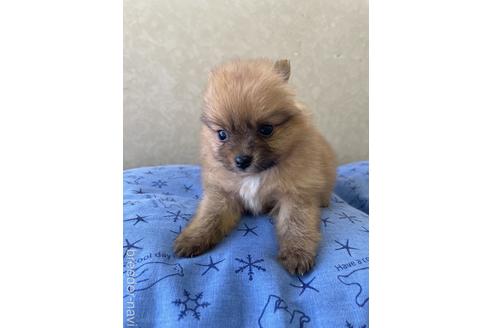 成約済の三重県のポメラニアン-228504の3枚目