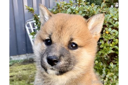 成約済の福井県の柴犬-224291の1枚目