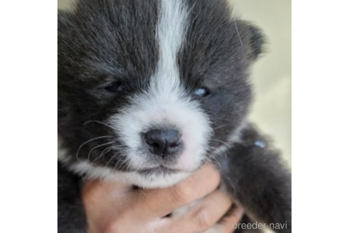 販売中の北海道の秋田犬-228512