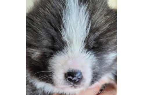 販売中の北海道の秋田犬-228513