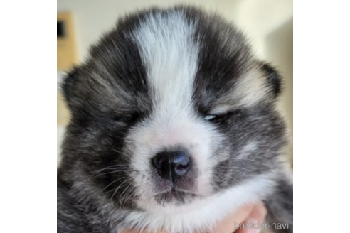 販売中の北海道の秋田犬-228514