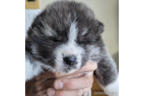販売中の北海道の秋田犬-228516