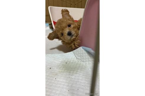 子犬