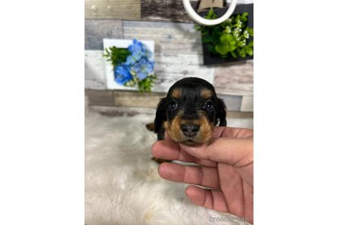 販売中の神奈川県のカニンヘンダックスフンド(ロングヘアード)-228520