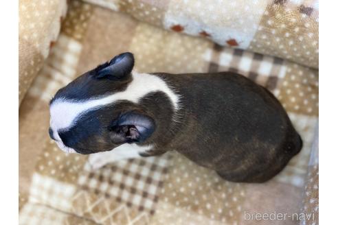 成約済の香川県のボストンテリア-223212の4枚目