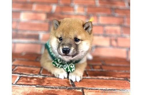 成約済の福岡県の豆柴-228572の3枚目