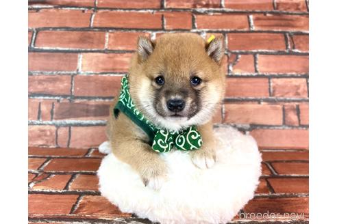 成約済の福岡県の豆柴-228572の4枚目