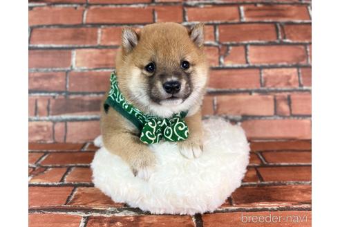 成約済の福岡県の豆柴-228572の1枚目