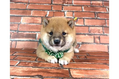 成約済の福岡県の豆柴-228572の5枚目