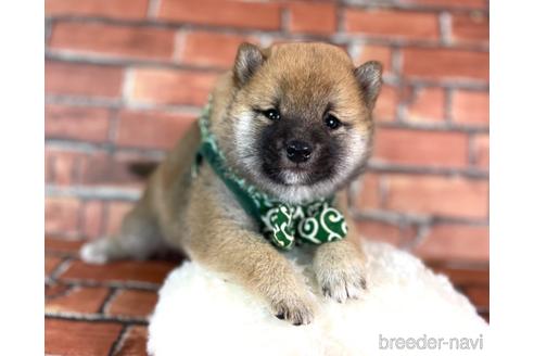 成約済の福岡県の豆柴-228573の3枚目