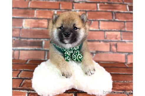 成約済の福岡県の豆柴-228573の1枚目