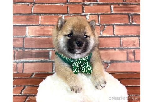 成約済の福岡県の豆柴-228573の4枚目