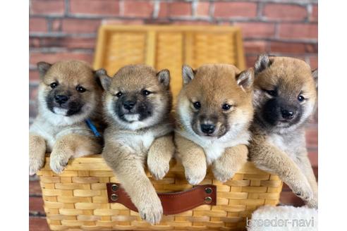 成約済の福岡県の豆柴-228573の2枚目