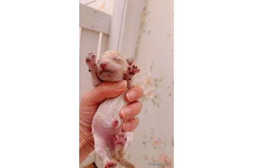 販売中の茨城県のティーカッププードル-228550