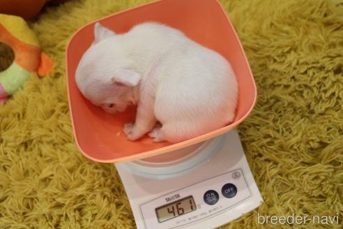販売中の愛知県のフレンチブルドッグ-224060の14枚目