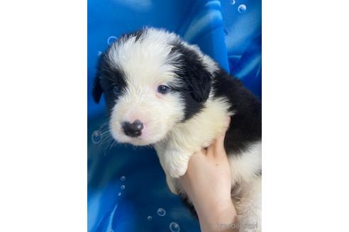 子犬