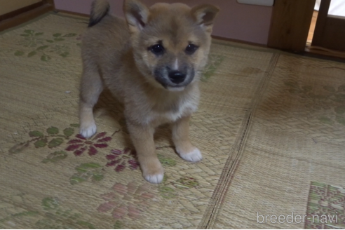 成約済の佐賀県の豆柴-223577の1枚目