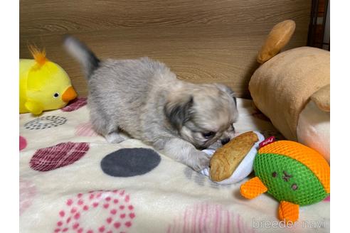 成約済の栃木県のミックス犬-227052の7枚目