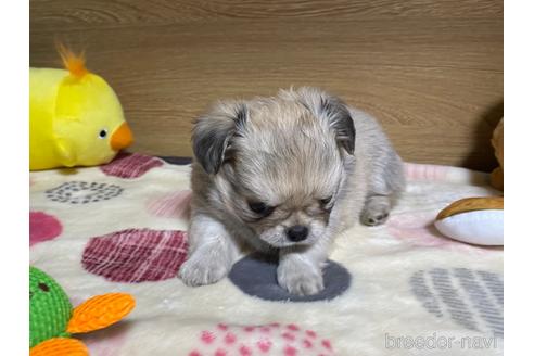 成約済の栃木県のミックス犬-227052の2枚目