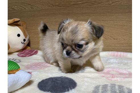 成約済の栃木県のミックス犬-227050の2枚目