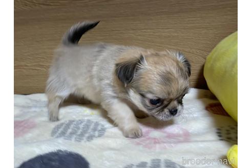 成約済の栃木県のミックス犬-227050の3枚目