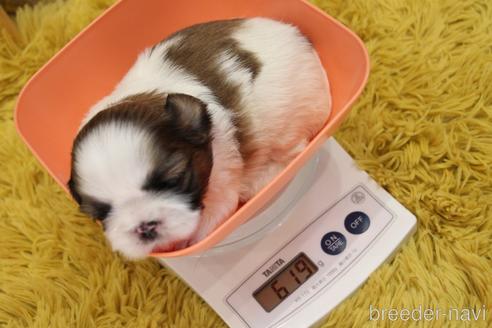成約済の愛知県のシーズー-224936の21枚目