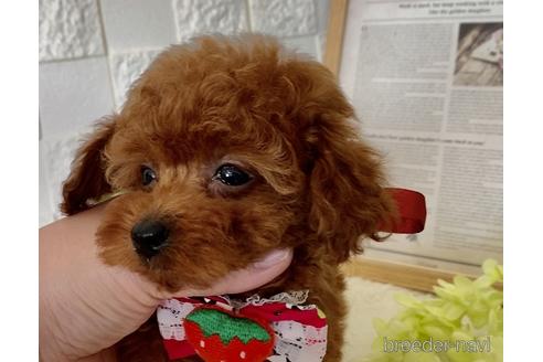 商談中の埼玉県のタイニープードル-228738の7枚目