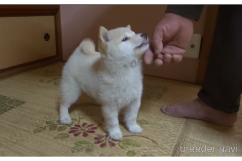 成約済の佐賀県の豆柴-223710の3枚目