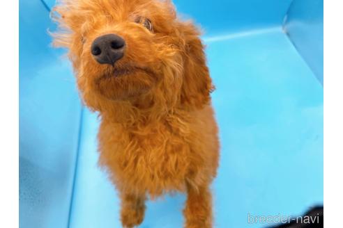 成約済の東京都のトイプードル-217348の20枚目