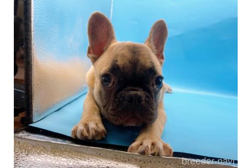 成約済の東京都のフレンチブルドッグ-208651の11枚目