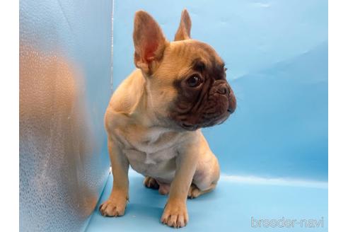 成約済の東京都のフレンチブルドッグ-208651の9枚目