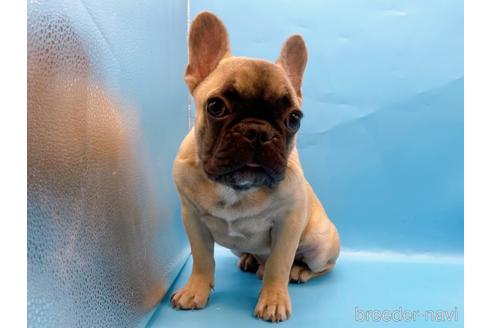 成約済の東京都のフレンチブルドッグ-208651の12枚目