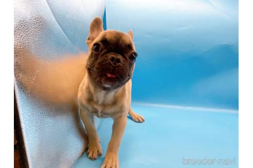 成約済の東京都のフレンチブルドッグ-208651の14枚目