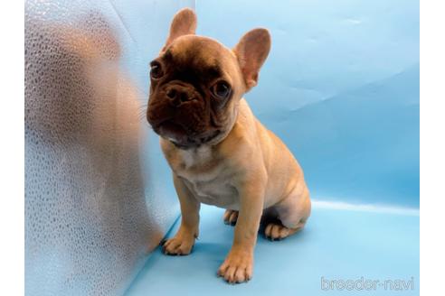 成約済の東京都のフレンチブルドッグ-208651の8枚目