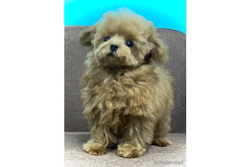 成約済の鹿児島県のティーカッププードル-221740の1枚目