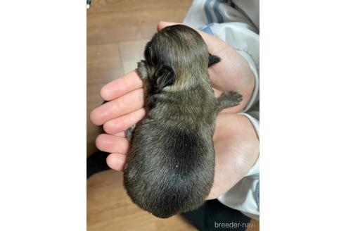 成約済の福岡県のチワワ(ロングコート)-228776の28枚目