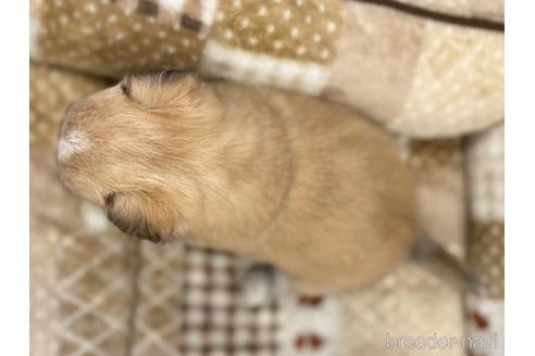 成約済の香川県のミックス犬-228800の2枚目